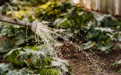 Zaprojektuj i stwórz ogród swoich marzeń